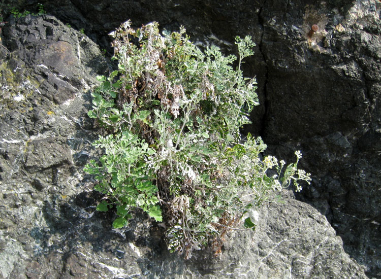 Euphorbia dendroides, Senecio cineraria e Sedum dasyphyllum